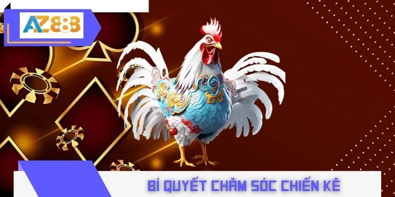 Bí quyết chăm sóc chiến kê vảy huyền trâm chuẩn sư kê